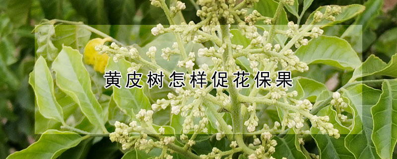 黄皮树怎样促花保果