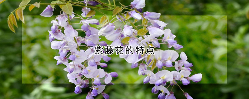 紫藤花的特点