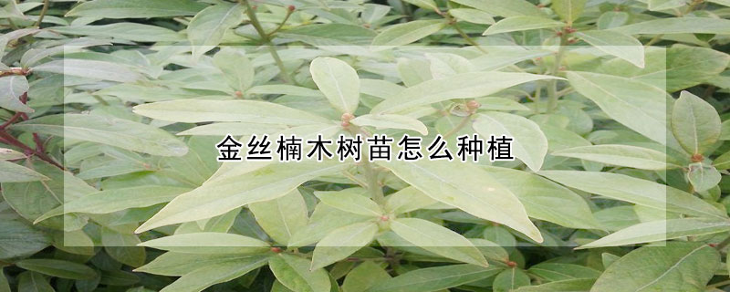 金丝楠木树苗怎么种植