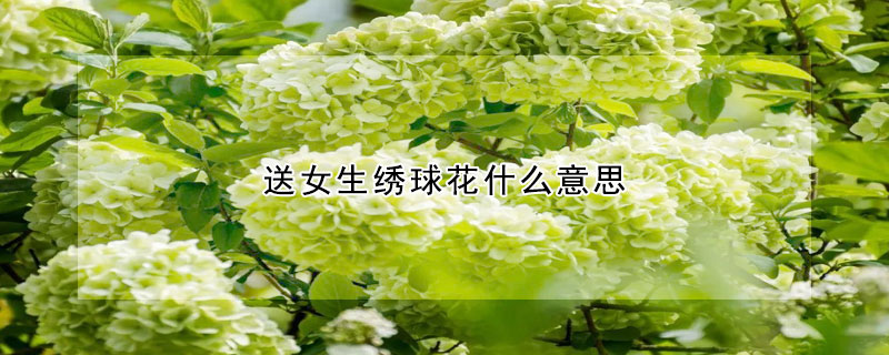 送女生绣球花什么意思