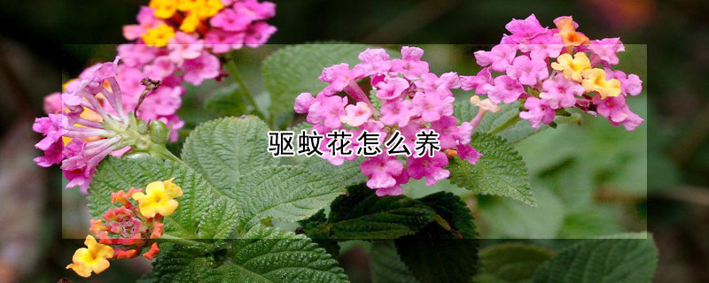 驱蚊花怎么养