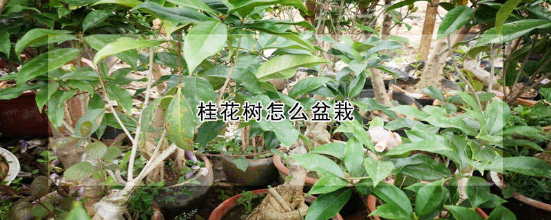 桂花树怎么盆栽