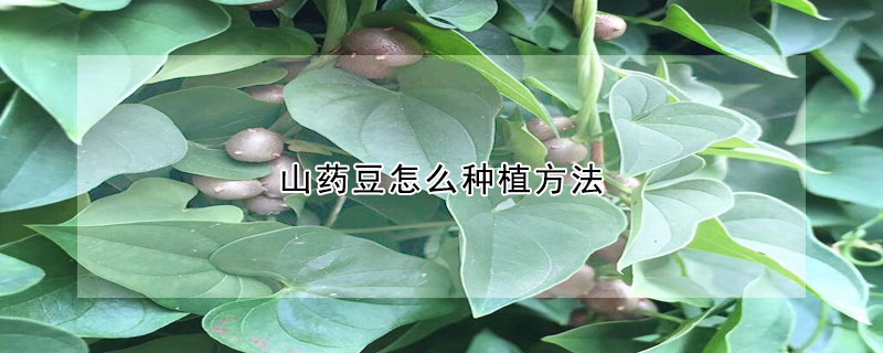 山药豆怎么种植方法