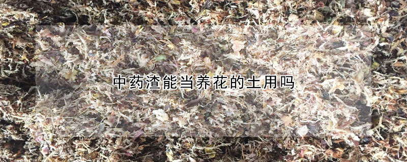 中药渣能当养花的土用吗