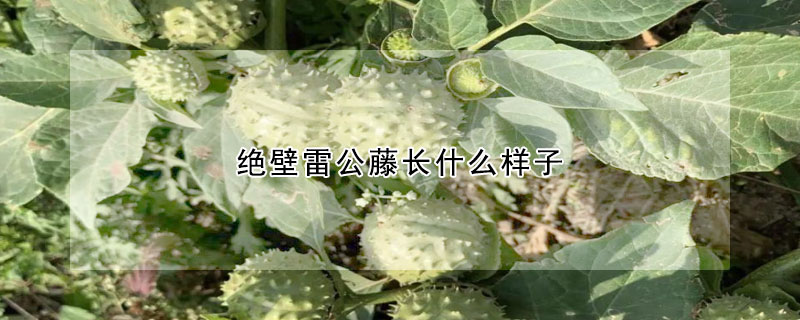 绝壁雷公藤长什么样子