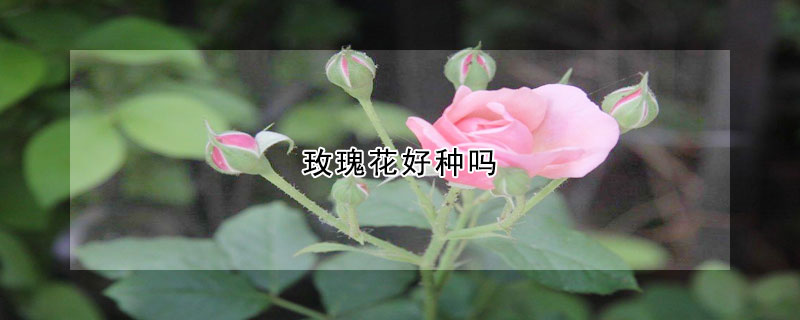 玫瑰花好种吗