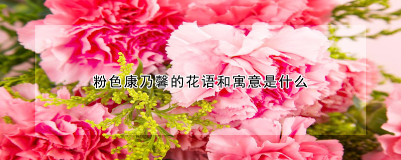 粉色康乃馨的花语和寓意是什么