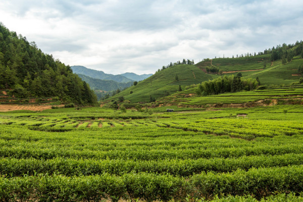 六大茶山是哪几个 普洱新六大茶山是哪六个