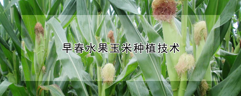 早春水果玉米种植技术