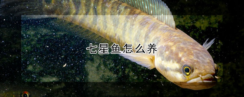 七星鱼怎么养