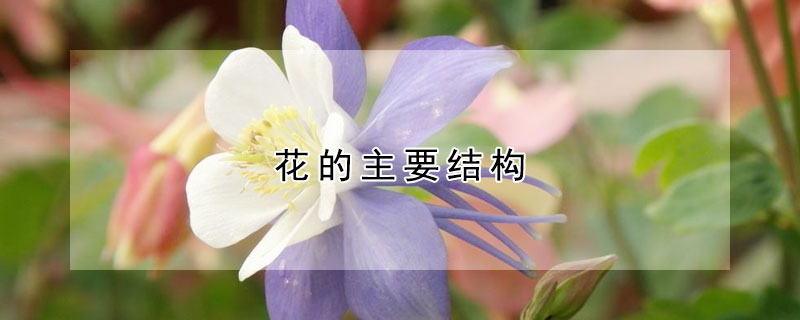 花的主要结构