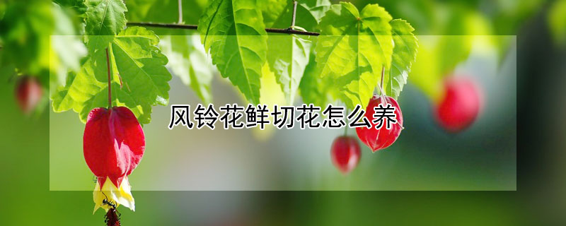 风铃花鲜切花怎么养