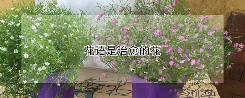 花语是治愈的花