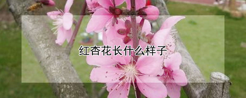 红杏花长什么样子