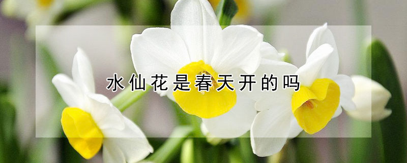 水仙花是春天开的吗