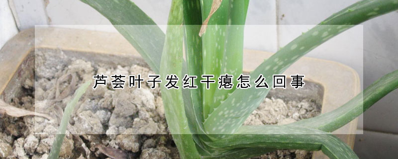 芦荟叶子发红干瘪怎么回事