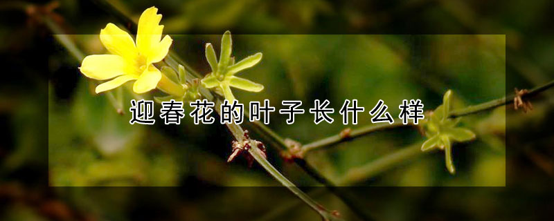 迎春花的叶子长什么样