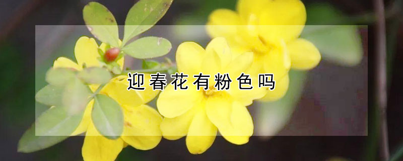 迎春花有粉色吗