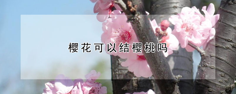 樱花可以结樱桃吗