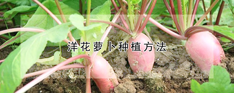 洋花萝卜种植方法