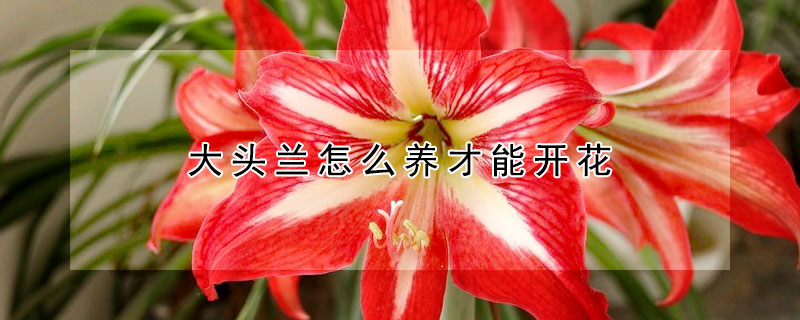 大头兰怎么养才能开花