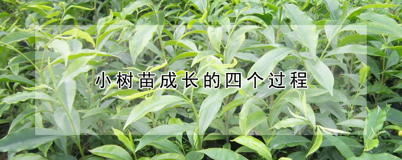小树苗成长的四个过程