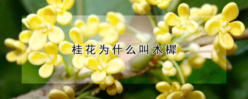 桂花为什么叫木樨