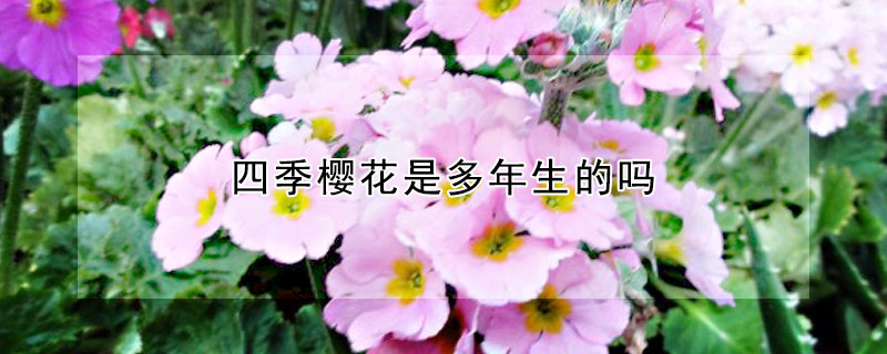 四季樱花是多年生的吗