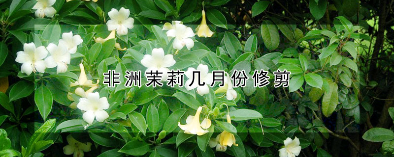 非洲茉莉几月份修剪