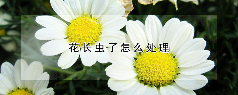 花长虫了怎么处理