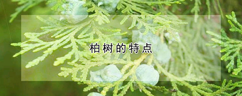 柏树的特点