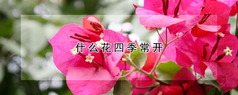 什么花四季常开