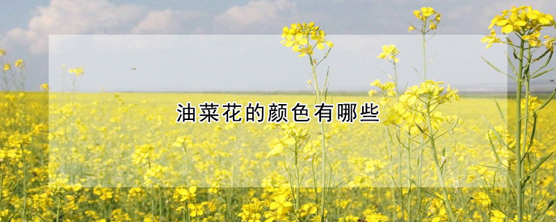 油菜花的颜色有哪些