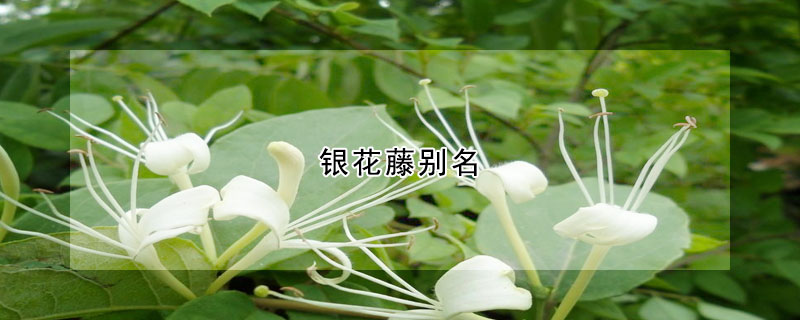 银花藤别名