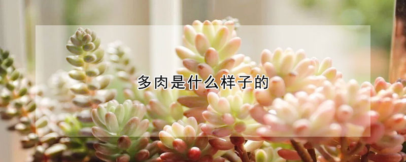 多肉是什么样子的