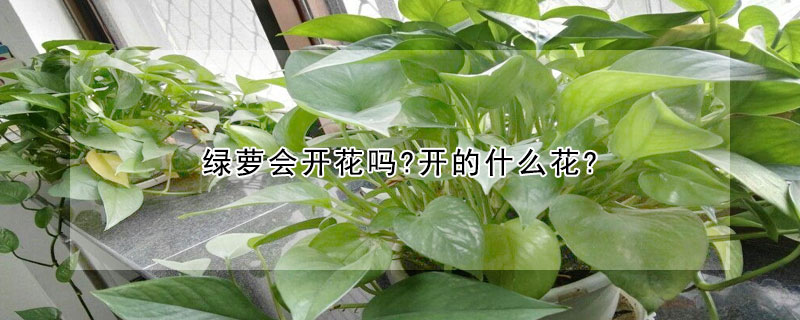 绿萝会开花吗?开的什么花?