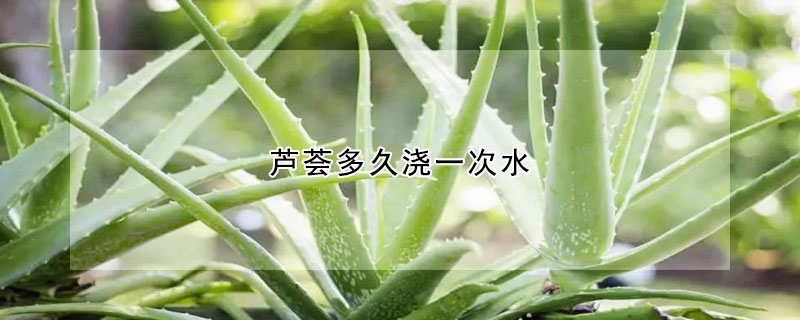 芦荟多久浇一次水