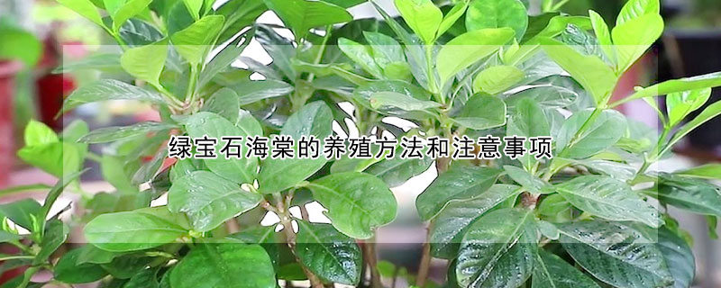 绿宝石海棠的养殖方法和注意事项