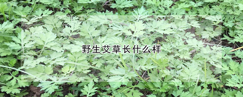 野生艾草长什么样