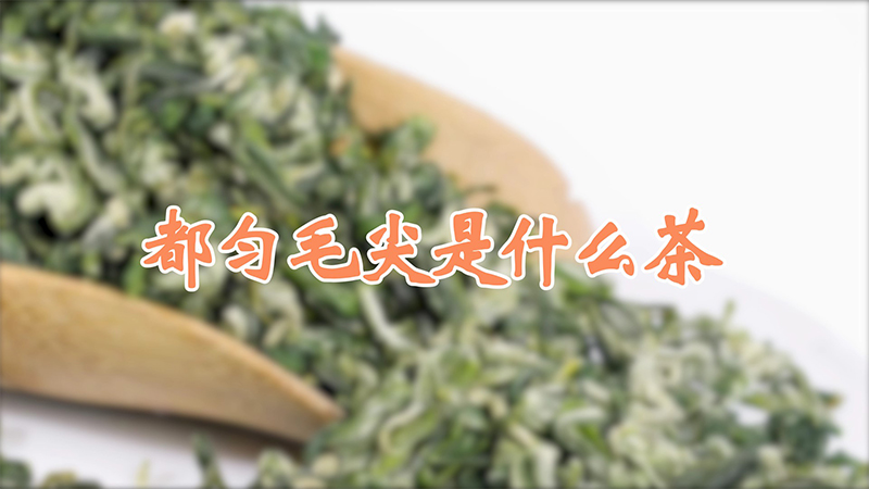 都匀毛尖是什么茶