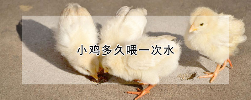 小鸡多久喂一次水