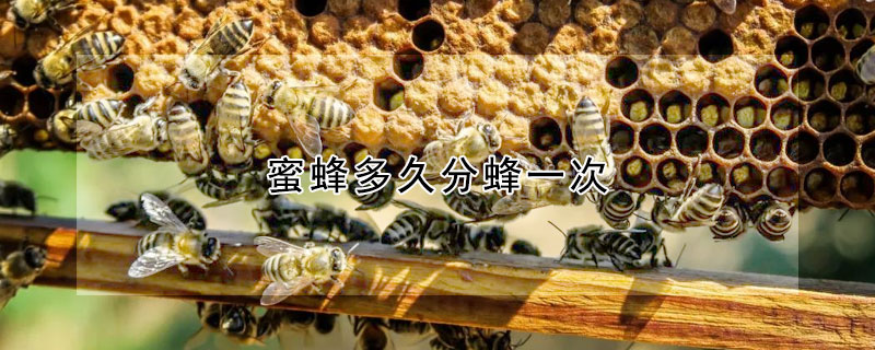 蜜蜂多久分蜂一次