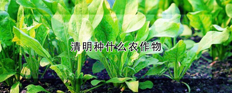 清明种什么农作物