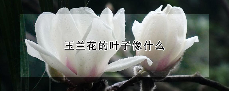 玉兰花的叶子像什么