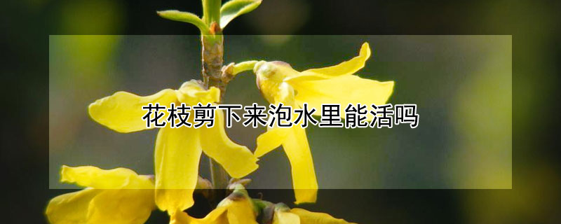 花枝剪下来泡水里能活吗