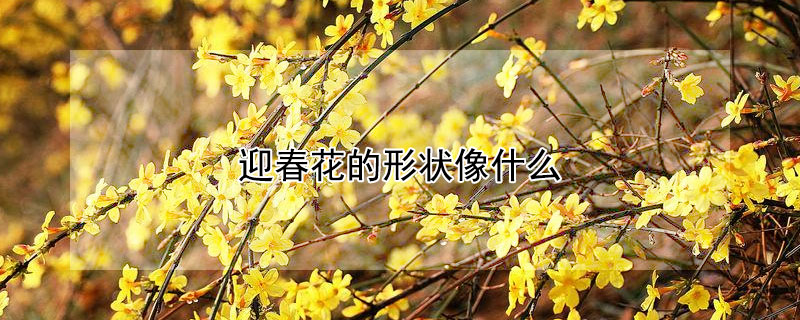 迎春花的形状像什么