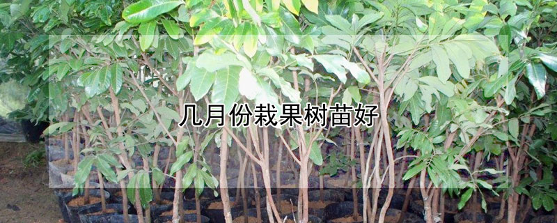 几月份栽果树苗好