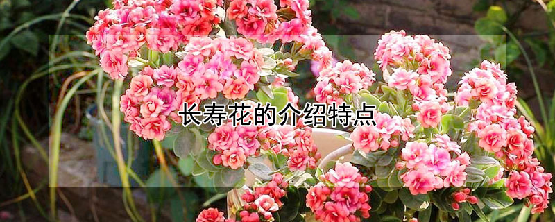 长寿花的介绍特点