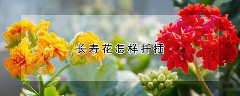 长寿花怎样扦插