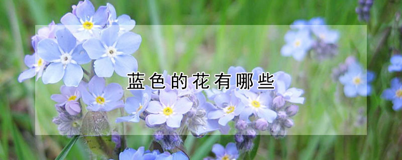 蓝色的花有哪些